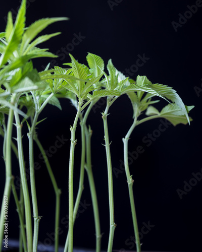 Cannabis seedlings and clones against a black background. 