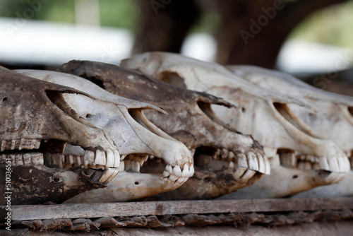 African religion. Voodoo. photo