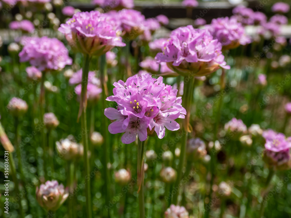 Beautiful pink floral background. Macro shot of bright pink flowers of the thrift, sea thrift or sea pink (Armeria maritima) flowering with pink flowers in summer garden