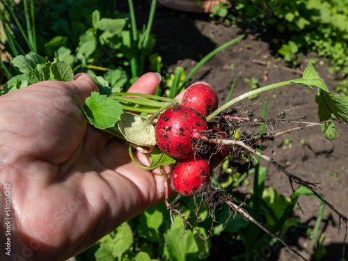 Woman's hand holding ripe, red-pink radish plant (Raphanus raphanistrum subsp. sativus) roots - edible root vegetable with black soil and plants in bacground © KristineRada