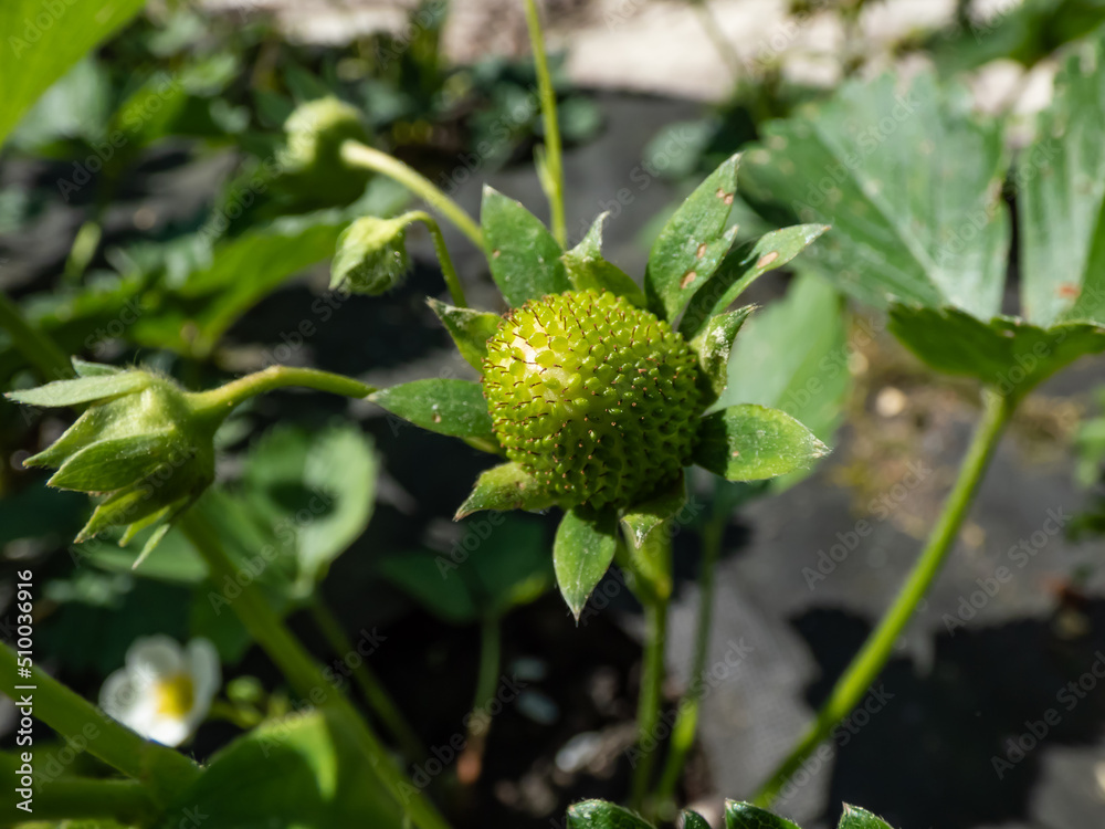 Macro of strawberry plant starting to form a small green fruit. Small, unripe, green strawberry plant fuit maturing after flowering surrounded with leaves in sunlight in garden
