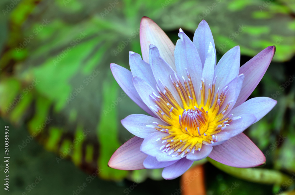 Blossoming waterlily flower in pond Blossoming waterlily flower in pond