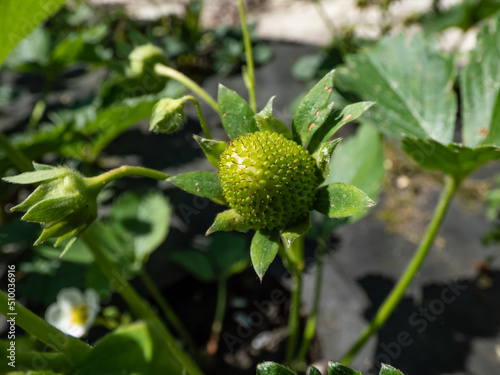 Macro of strawberry plant starting to form a small green fruit. Small, unripe, green strawberry plant fuit maturing after flowering surrounded with leaves in sunlight in garden