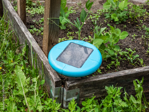 Ultrasonic, solar-powered mole repellent or repeller device in the soil in a vegetable bed with small green pea sprouts in bacground photo