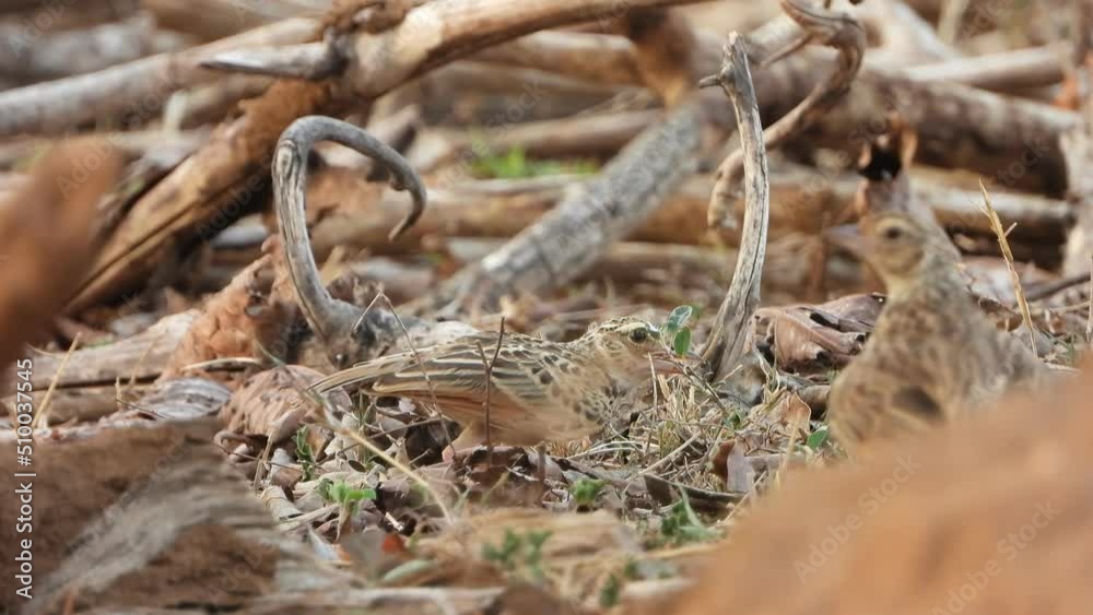 Rock sparrow bird in buses . Rock sparrow bird in buses .