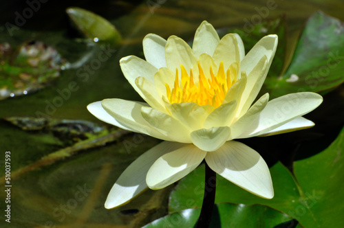 Blossoming waterlily flower in pond