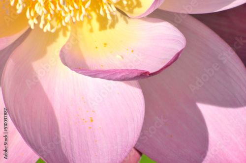 Fototapeta Naklejka Na Ścianę i Meble -  Blossoming lotus flower