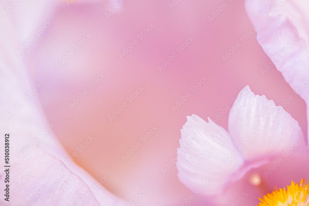 Macro photo of the petals and the middle of a delicate white iris. Pale pink tones. vagina flower
