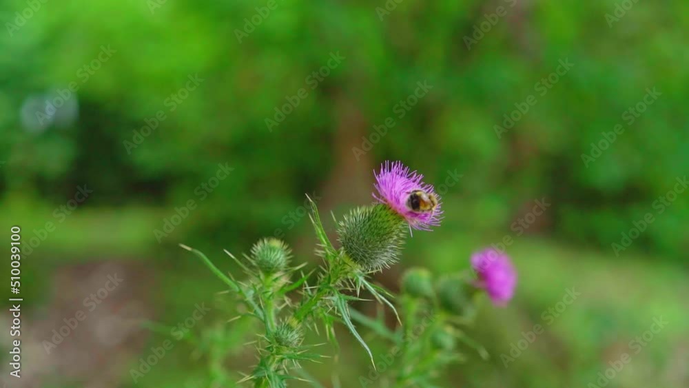 A bee pollinates a plant flower A bee pollinates a plant flower