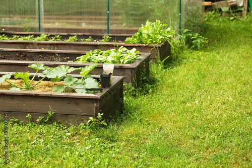 vegetables grow on high garden beds
