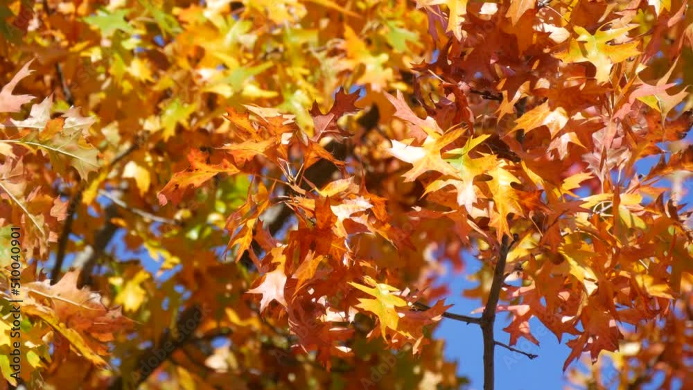 Beautiful yellow and orange autumn foliage on a tree against a blue clear sky. Natural scene Beautiful yellow and orange autumn foliage on a tree against a blue clear sky. Natural scene