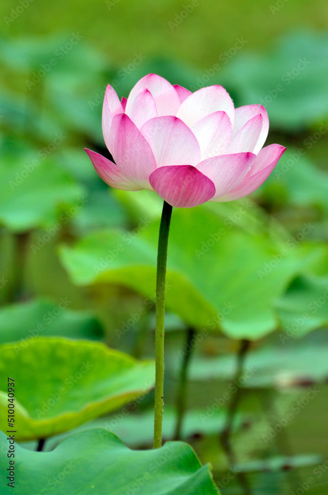 Blossoming lotus flower