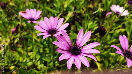 cosmos flower