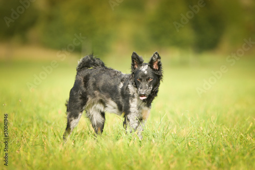 Fototapeta Naklejka Na Ścianę i Meble -  Portrait of dog puppy mudi. She is so nice dog.