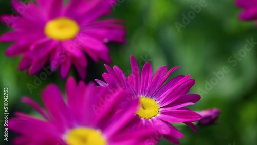 Beautiful bright red flowers waving in wind in a spring garden. Charming floral background. Selective focus, 4K
