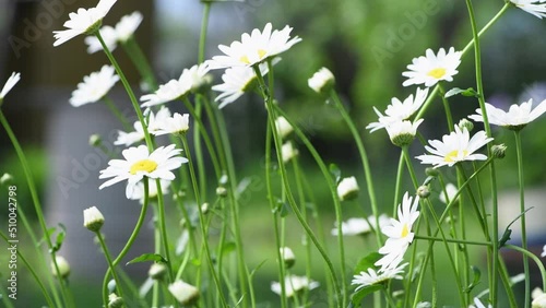 Beautiful White Chamomile Flowers waving in wind in a spring garden. Charming floral background. Selective focus, 4K
