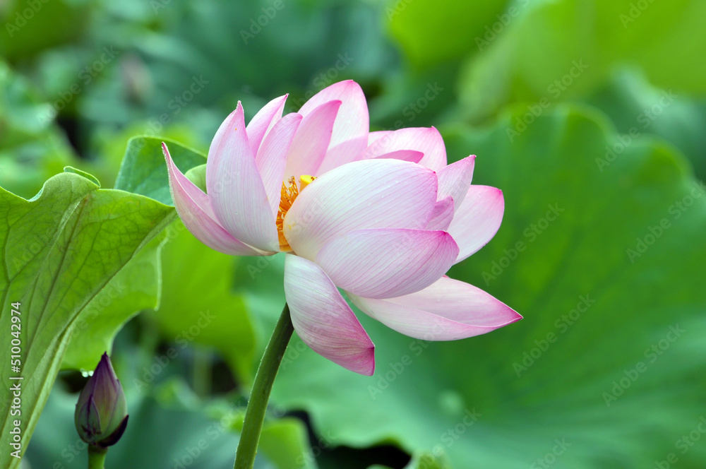 Blossoming lotus flower