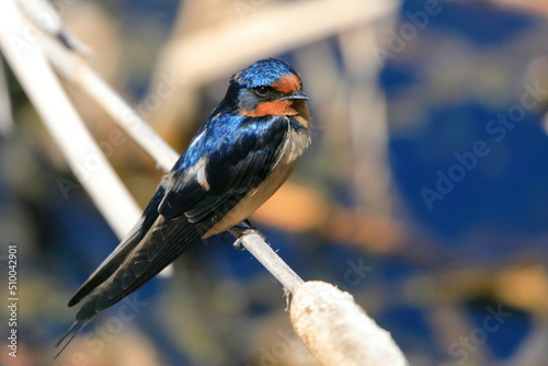 A barn swallow resting on a reed