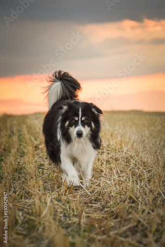 border collie is going in the field in the nature, in mountain in czech republic. She is very happy. © doda