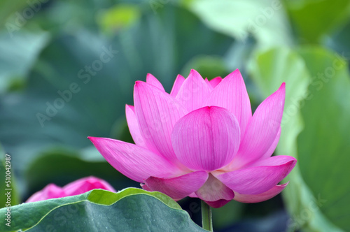 Blossoming lotus flower