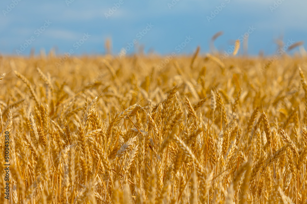 closeup golden wheat field under blue cloudy sky, countryside summer agricultural scene closeup golden wheat field under blue cloudy sky, countryside summer agricultural scene