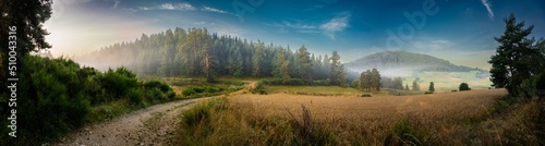 Foto Lumière matinale sur un champ de blé en montagne, à l'avant d'une forêt de pins,