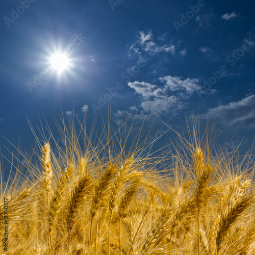 closeup golden wheat field in light of sparkle sun, countryside summer agricultural scene
