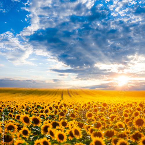 wide sunflower field under blue cloudy sky at the sunset, agricultural rural scene