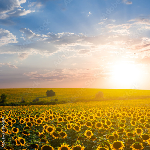 wide sunflower field under blue cloudy sky at the sunset, agricultural rural scene