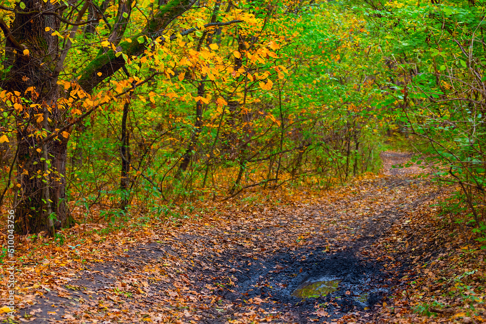 Fototapeta premium dirty ground road covered by dry leaves in forest, autumn natural background