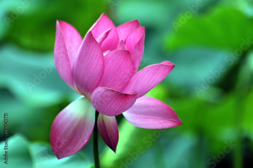 Blossoming lotus flower