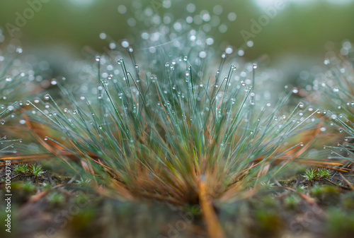 closeup green grass in water drop, natural forest background