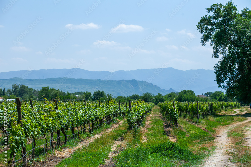 Naklejka premium view of the vineyards in the bright sun against the background of mountains and sky, general plan, straight view