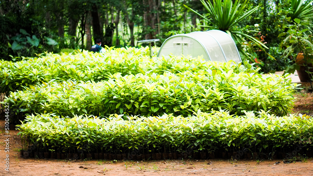 Kratom is scientifically known as Mitragyna speciosa (Korth.) Havil. It ...