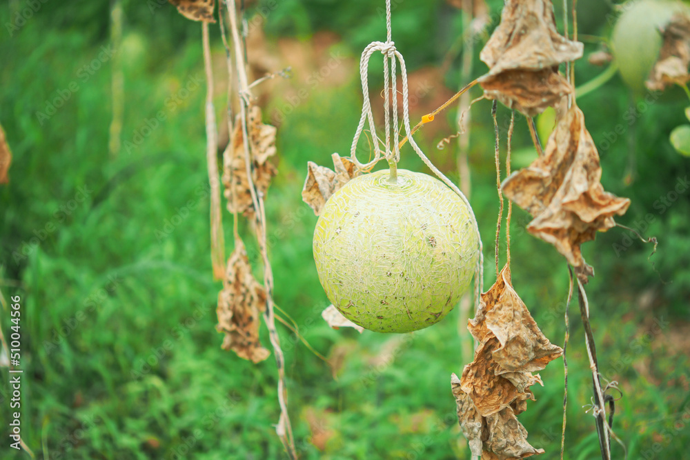 Planted melons are attacked by plant diseases. Farmer's concept of