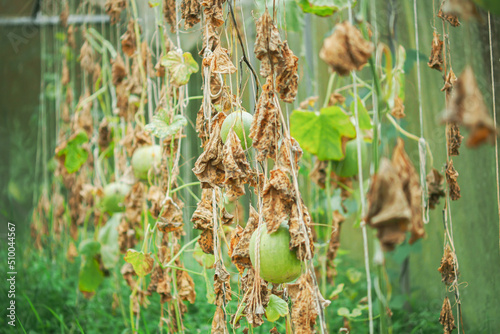 Planted melons are attacked by plant diseases. Farmer's concept of plant disease and damage. The disease spreads in plants, causing the world to lack food. photo