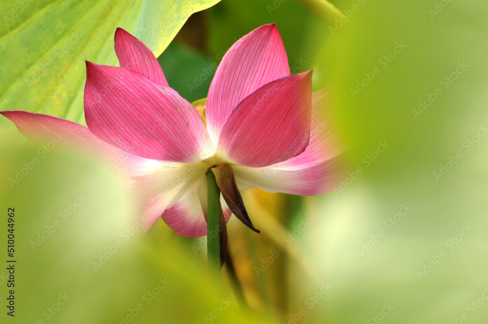 Fototapeta premium Blossoming lotus flower