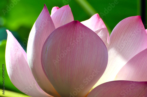 Blossoming lotus flower