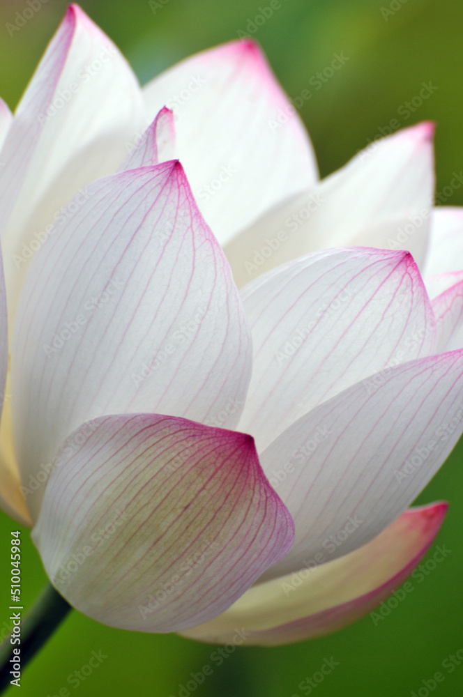 Blossoming lotus flower