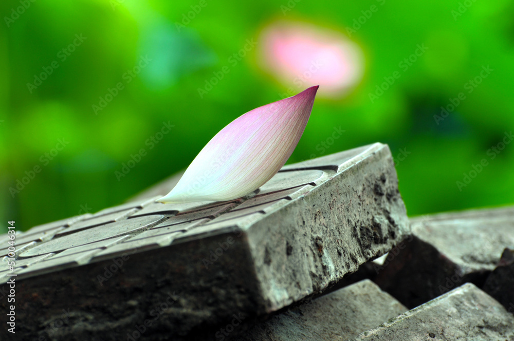 lotus flower petals lotus flower petals