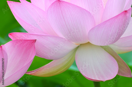 Blossoming lotus flower