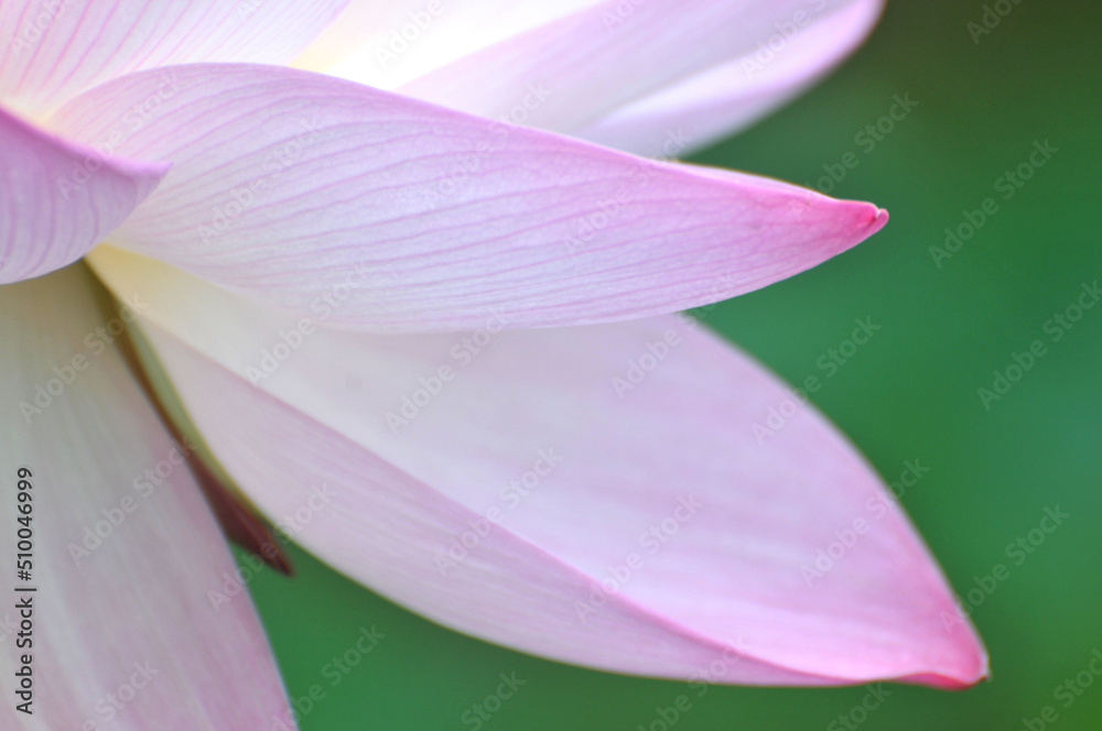 Blossoming lotus flower