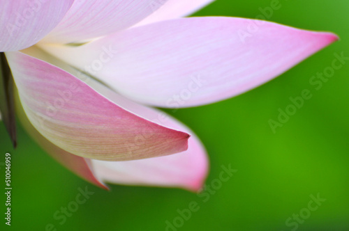 Blossoming lotus flower