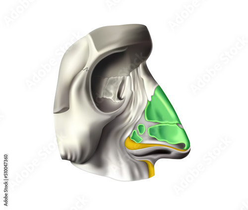 Human anatomy. The nose and paranasal sinuses on a white background. 3D illustration photo