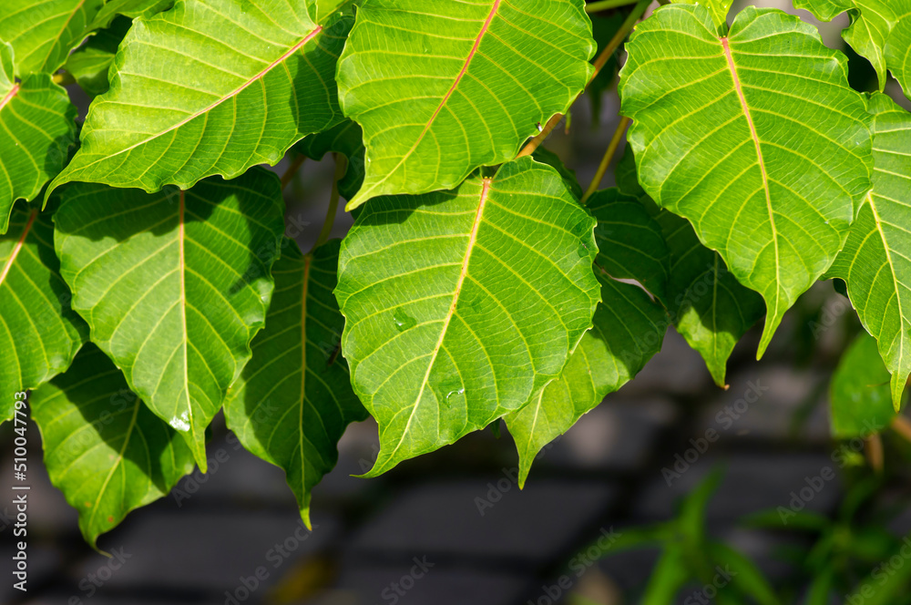 Kalpataru (Ficus religiosa), bodhi tree green leaves, selected focus. Natural background and wallpaper Kalpataru (Ficus religiosa), bodhi tree green leaves, selected focus. Natural background and wallpaper