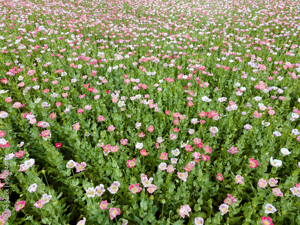 Drone flight over field with many colorful poppies somewhere in Austria in summer Drone flight over field with many colorful poppies somewhere in Austria in summer