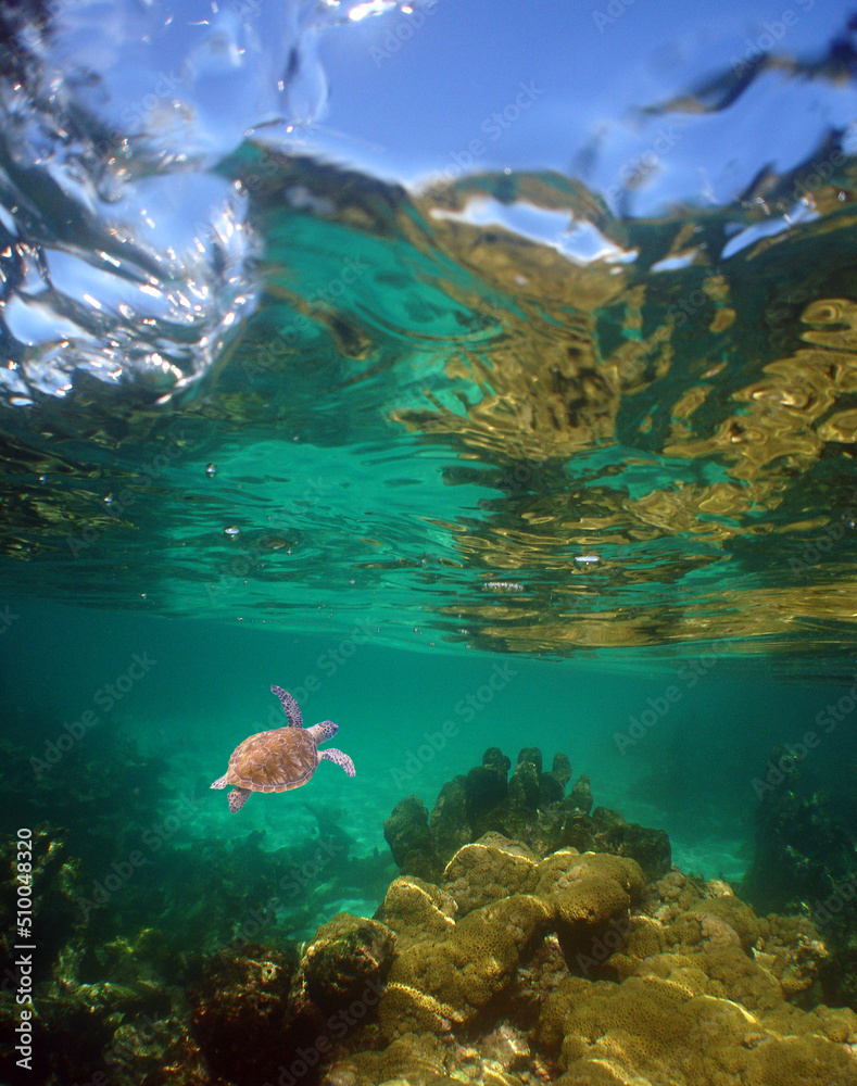Obraz premium sea ​​turtle in its natural environment in the caribbean sea