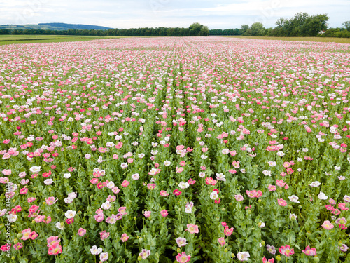 Wallpaper Mural Drone flight over field with many colorful poppies somewhere in Austria in summer Torontodigital.ca