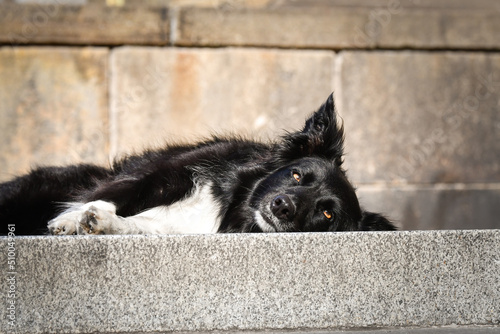Border collie is lying on bridge. He was in center of Prague. She is so patient model.