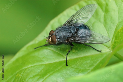 Closeup on the blue bottle fly, Calliphora vicina sitting on a green leaf in the garden